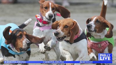 ‘Bark at the Parx' basset hound racing returns for a pawsitive cause