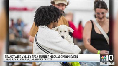 ‘Mega Adoption Event' looks to find homes for shelter pets