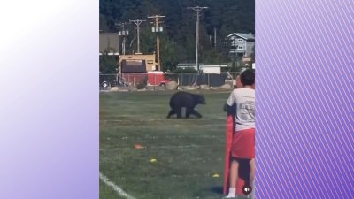 Bear interrupts football practice