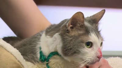 Clear the Shelters: Meet Parsnip