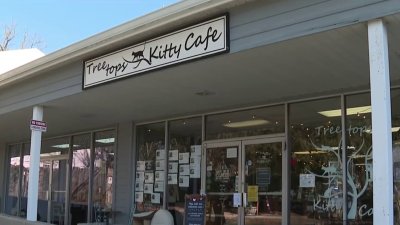 Treetops Kitty Café in Chester County needs help to stay open