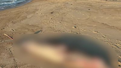 A rare whale washes ashore in NJ