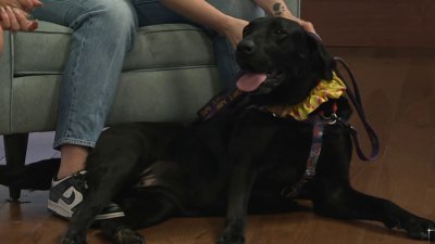 Clear the Shelters: Meet Maggie