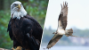 NJ plans to drop the bald eagle, osprey from its endangered species list