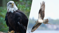 NJ plans to drop the bald eagle, osprey from its endangered species list