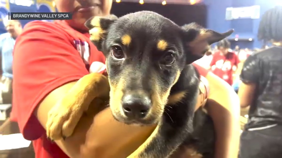 Brandywine Valley SPCA adopts out 1,100 pets at ‘Mega’ event NBC10