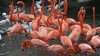 Philadelphia Zoo stands tall with new flamingo habitat