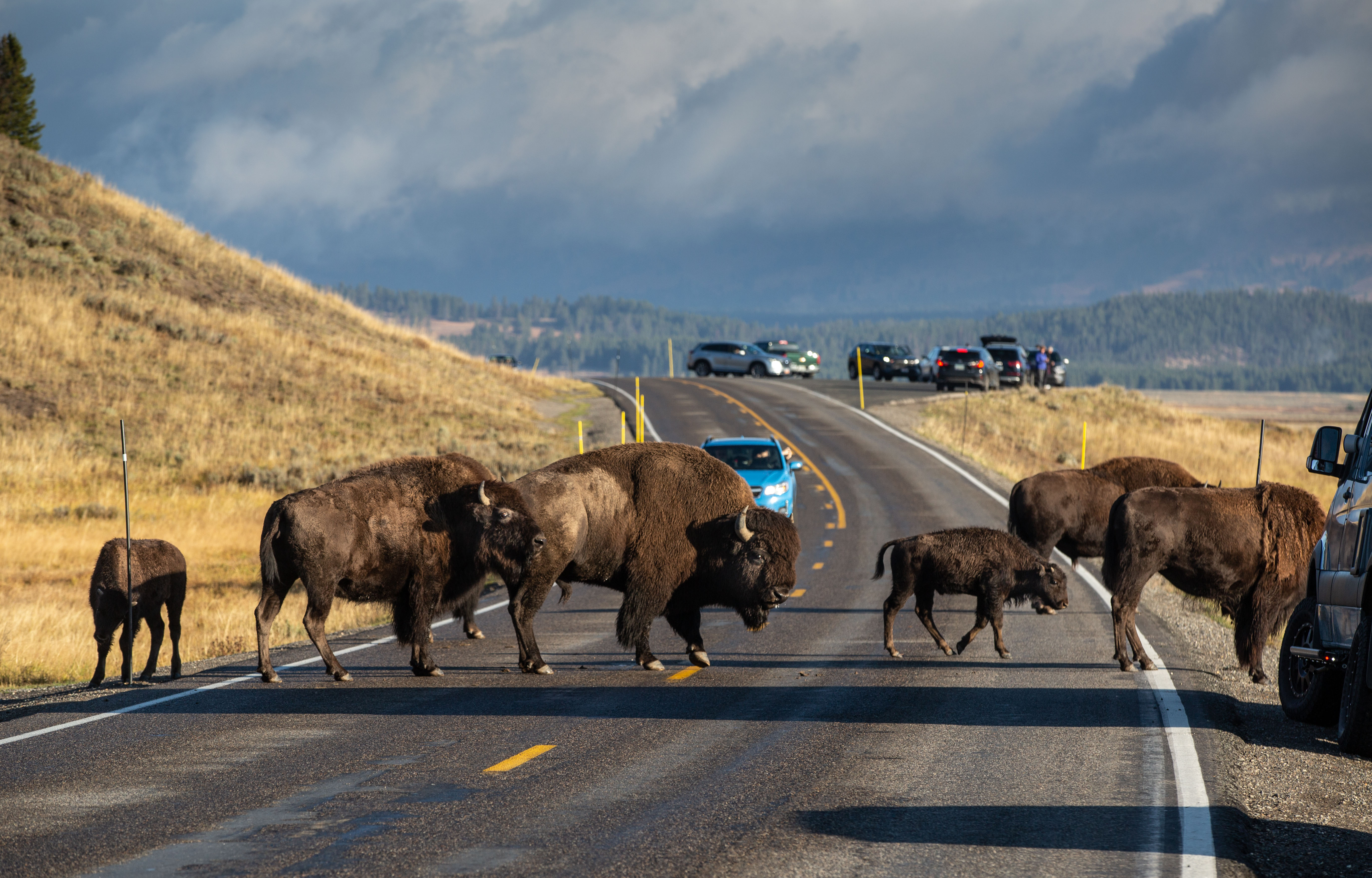 American bison