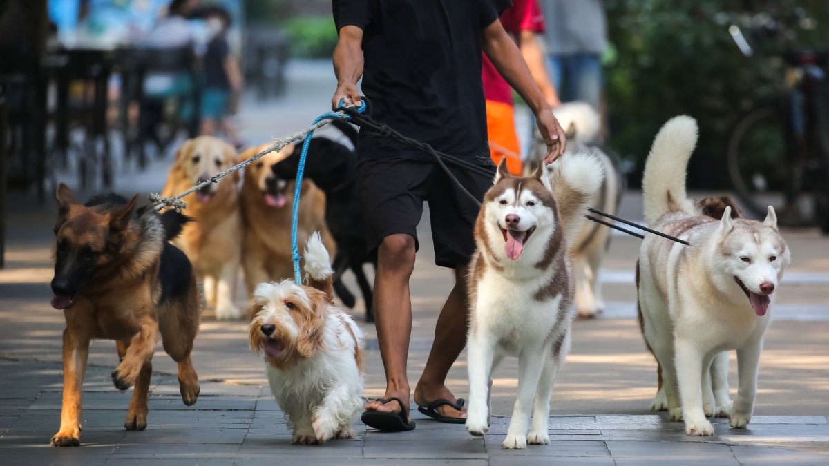 New report reveals the most popular dog breeds in Philly. See if your pooch made the list