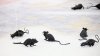 Why do Panthers fans throw fake rats onto the ice? How the tradition began