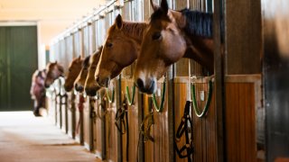 44 horses dead, person injured Ohio barn fire