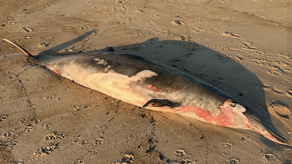 NJ news: Rare beaked whale washes ashore in Monmouth County – NBC10 ...