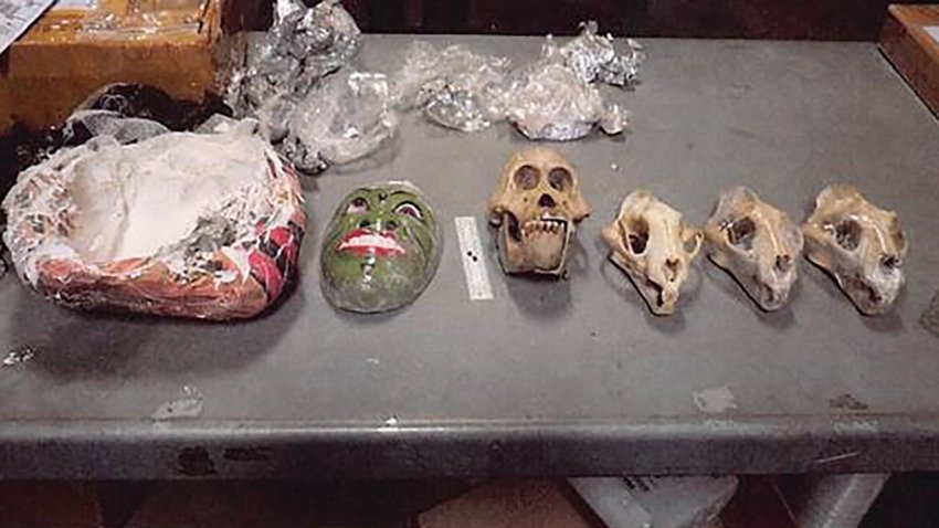 An example of the items seized during a wildlife trafficking investigation.