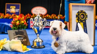 Stache the Sealyham Terrier owned by Margery Good of Cochranville, PA