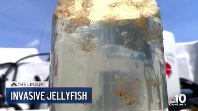Invasive pest swimming in Jersey Shore waters: The Lineup