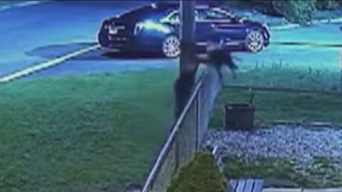 Caught on Camera Owner throws dog over fence, abandoning it at NJ