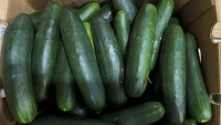 Untreated water used on cucumbers linked to US salmonella outbreak, FDA finds