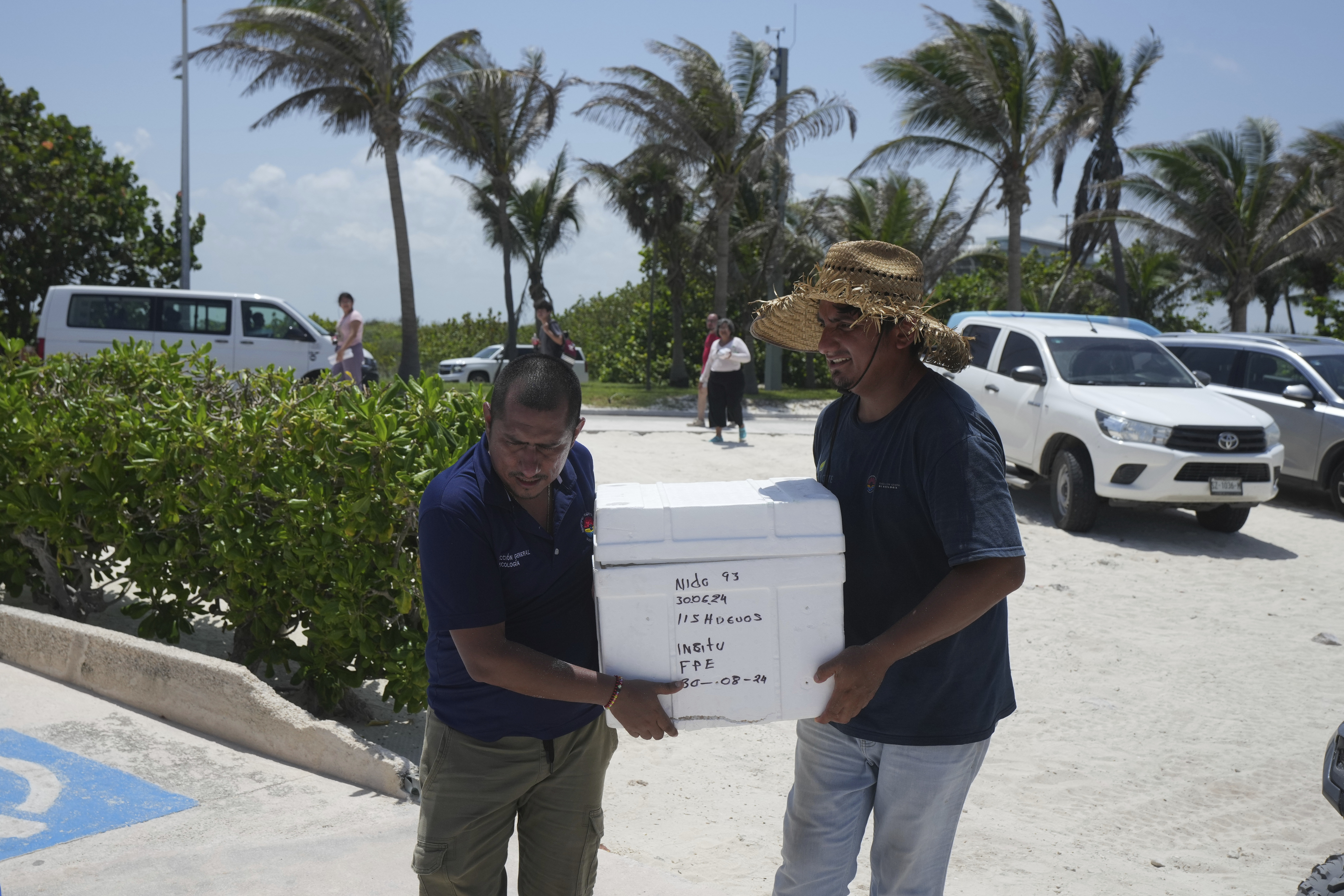 State employees evacuate turtle eggs from the beach to protect them from the incoming Hurricane Beryl, in Cancun, Mexico, Wednesday, July 3, 2024.