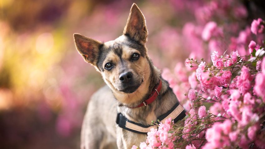 Portrait of a dog standing in a garden full of blooming little roses. Outdoor photo