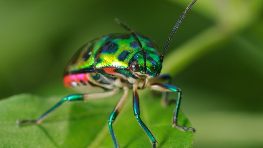 metallic shield bugs