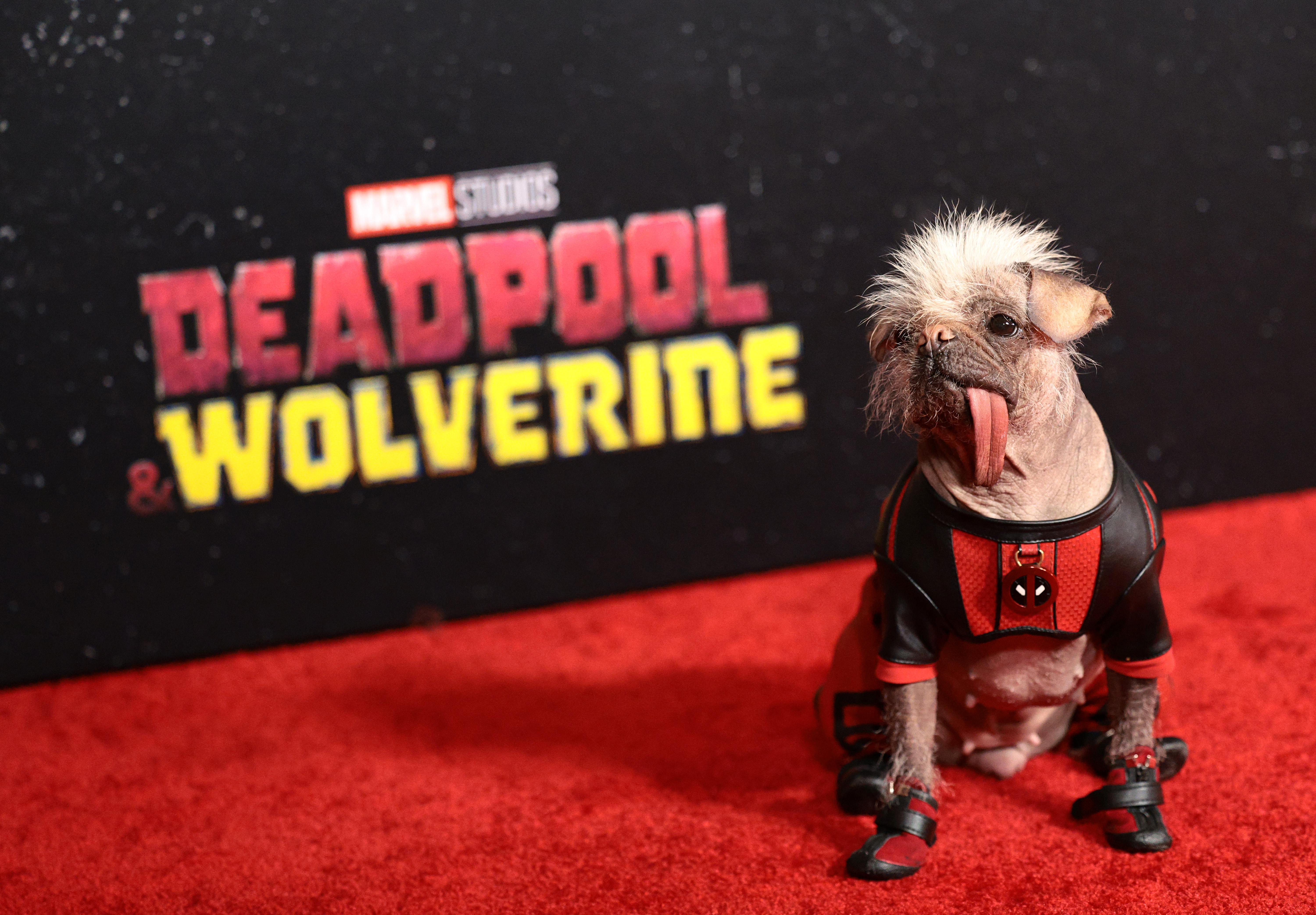 Peggy’s red carpet journey from ‘Britain’s Ugliest Dog’ to ‘Deadpool