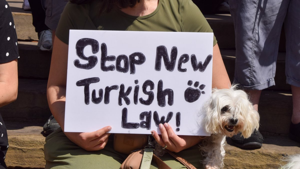 Turkey approves law to remove stray dogs from streets NBC10 Philadelphia