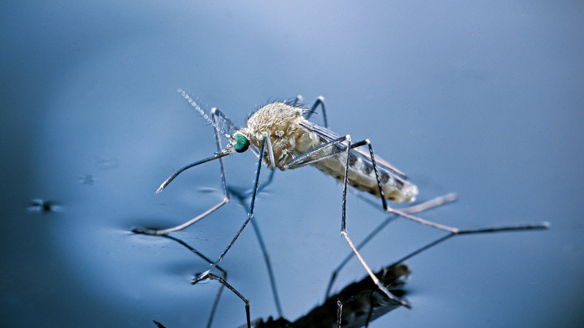 Mosquitos in Delaware County test positive for West Nile Virus – NBC10 ...