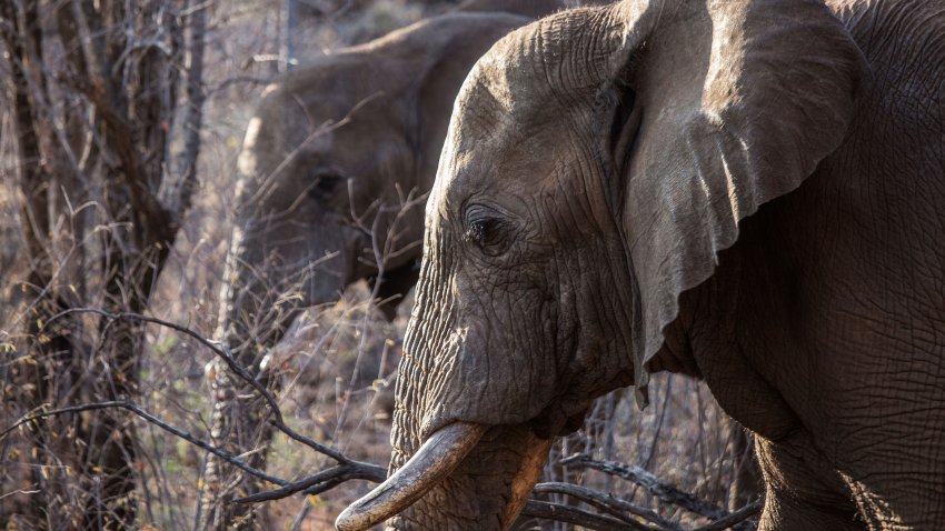 Elephants roam through trees and low bush.