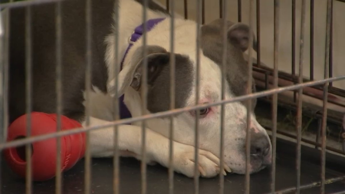 New Jersey animal shelter waives adoption fees amid overcrowding