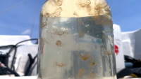 Invasive jellyfish with painful sting turning up at the Jersey Shore