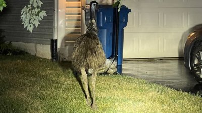 Who's emu is wandering in Bucks County?