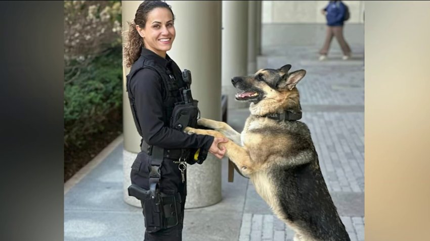 Temple University Police Department K9 Chandler with Officer Natalie Sherman.