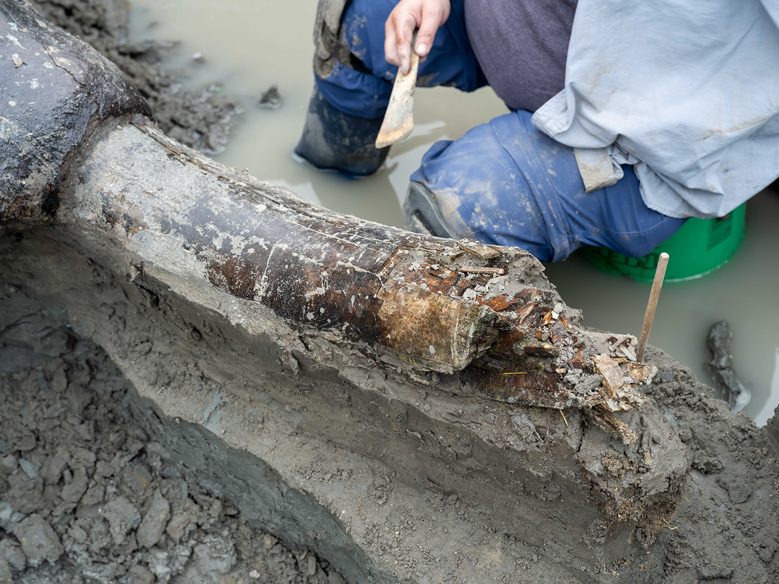 Portions of the mastodon tusk have degraded and eroded away.