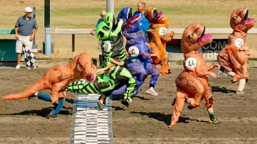 People racing in dinosaur costumes.