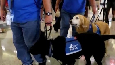 Philadelphia International Airport honors its team of therapy dogs