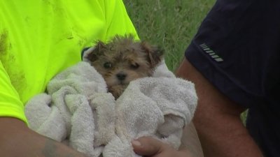 Puppy rescued from drain in Philadelphia's Crescentville neighborhood