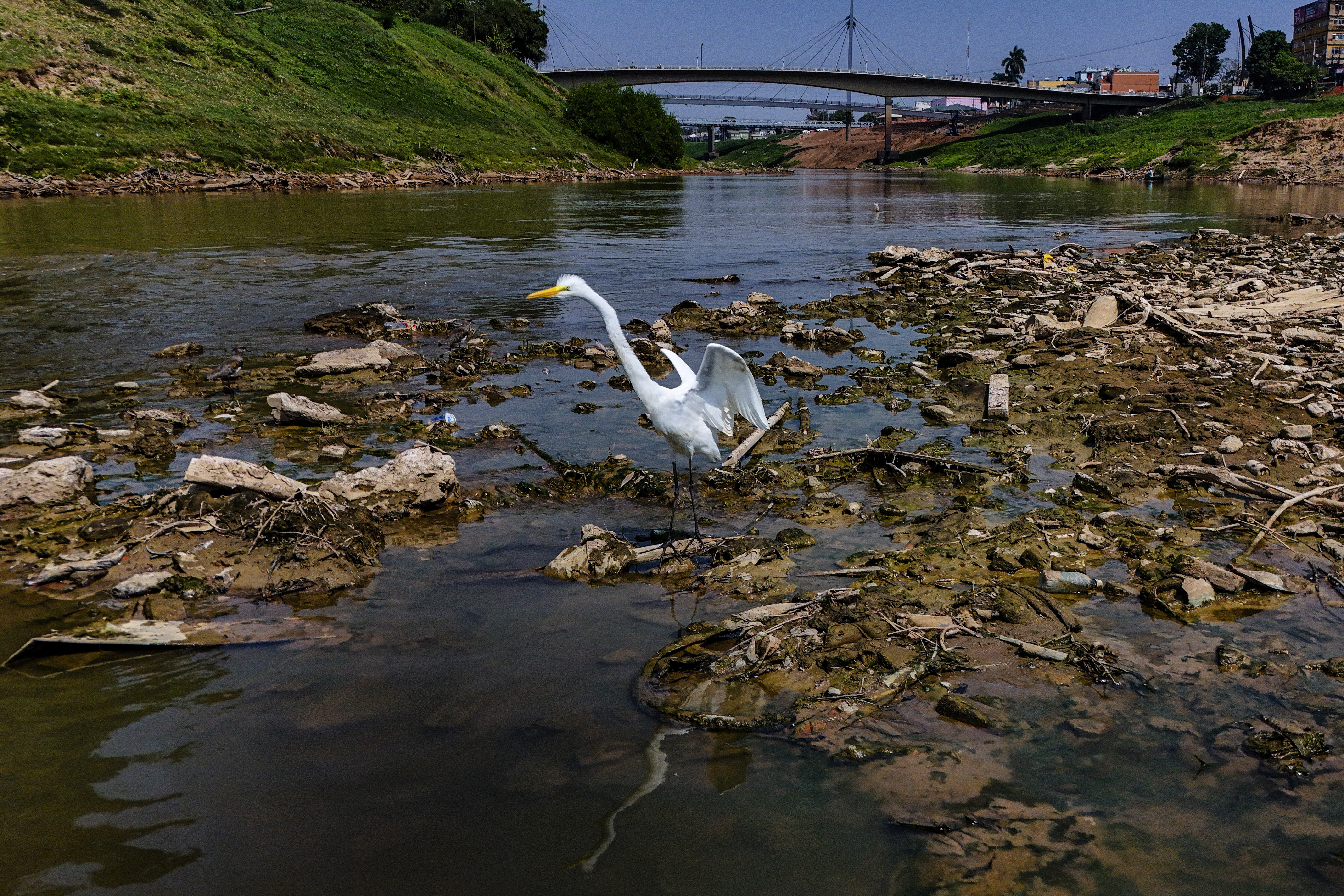 A heron stands in the Acre River, the main water source for the city of Rio Branco which is facing water shortages during a drought in Acre -  Brazil Aug. 2, 2024. 