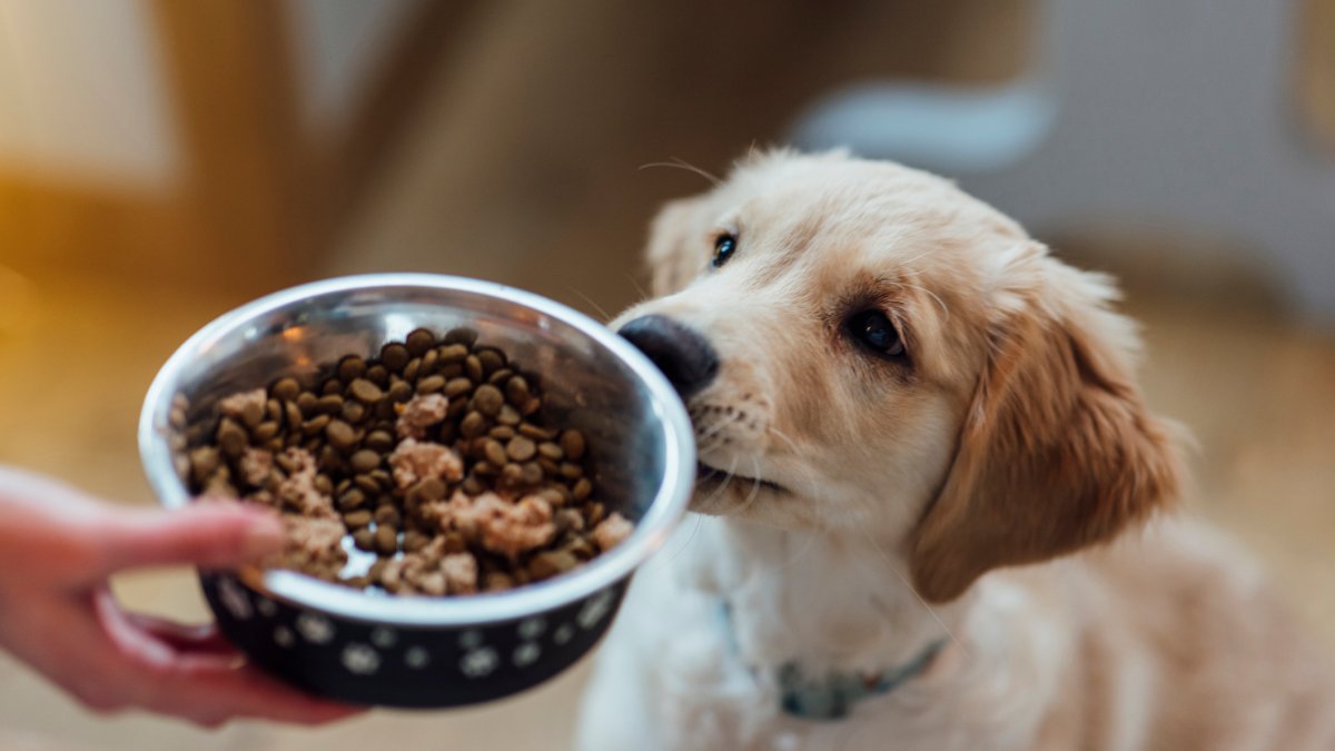 What to know before making your own pet food NBC10 Philadelphia