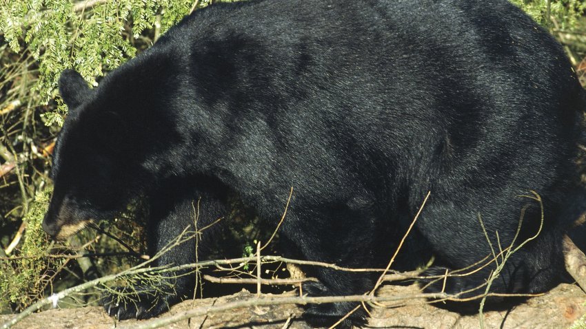 American Black Bear.