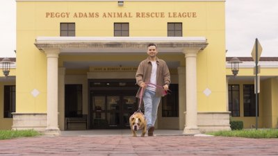 Wondering what to expect when adopting a new pet? Remember the 3-3-3 rule