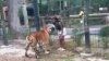 Woman charged after trying to entice tiger at NJ zoo, police say