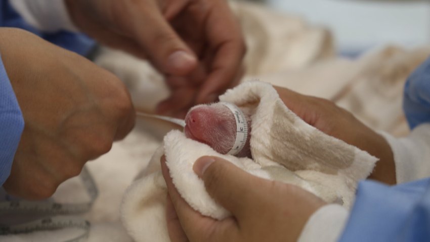 Employees measure one of the new born giant pandas at the Zoo in Berlin on Thursday, Aug. 22, 2024.