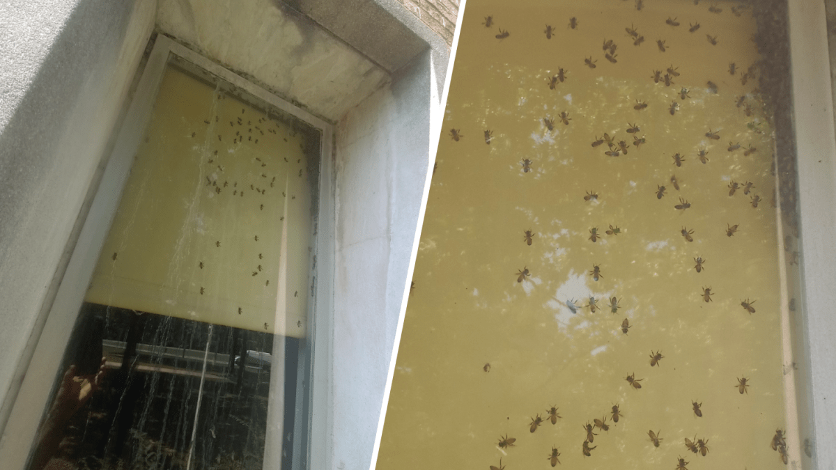 Thousands of bees found in North Penn High School brickwork – NBC10 Philadelphia