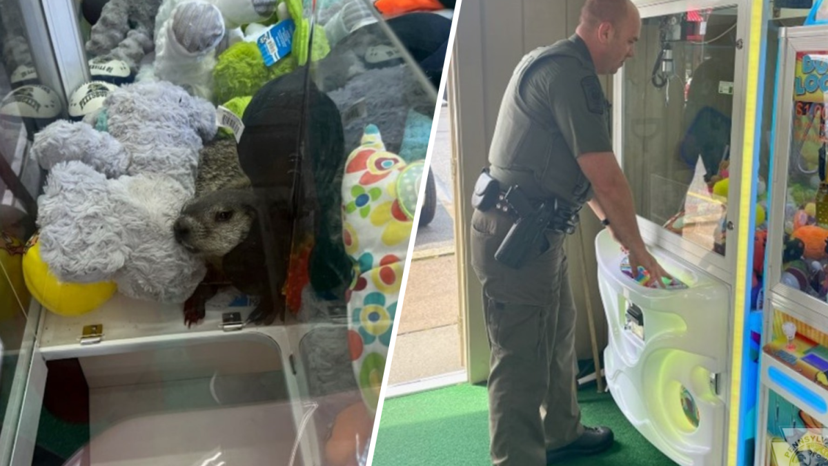 Groundhog found trapped in claw machine at Pennsylvania arcade – NBC10