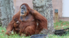 An adorable baby Sumatran orangutan has made its debut at the Philadelphia Zoo