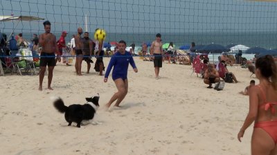 Dog teaches beachgoers how to play footvolley in Brazil