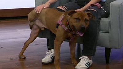 Clear the Shelters: Meet Lemon