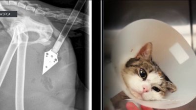 Investigation underway after kitten found shot with arrow