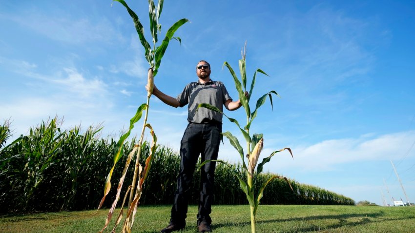 Cameron Sorgenfrey holds a tall corn stalk next to a short corn stalk along one of his fields, Monday, Sept. 16, 2024, in Wyoming, Iowa.