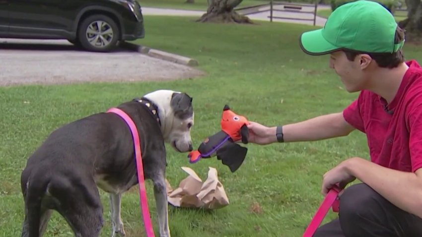 Alex Flowers plays with doggie toy and dog